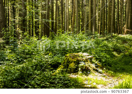 a large spruce stump abundantly overgrown with moss in the forest 90763367