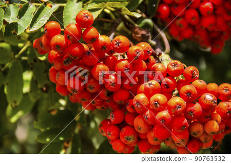 red bunches of the rowan red bunches of the rowan 90763532