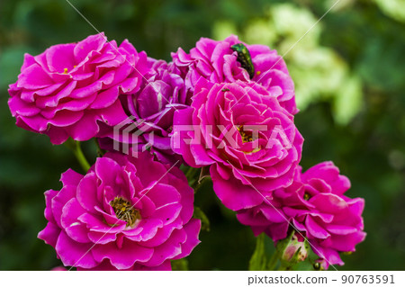a purple roses 90763591