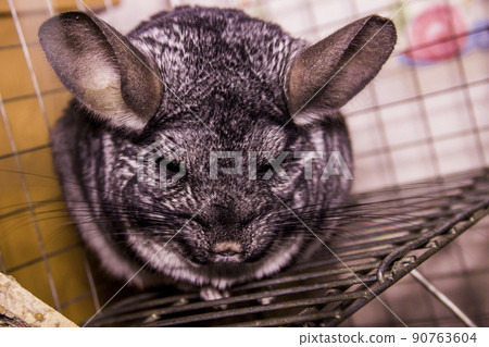 a grey chinchilla in cage 90763604