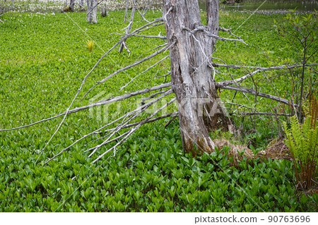 乘鞍高原和道場池周圍的美麗六月風景 乘鞍高原和道場池周圍的美麗六月風景 90763696