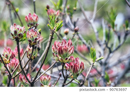 乘鞍高原和道場池周圍的美麗六月風景 90763697