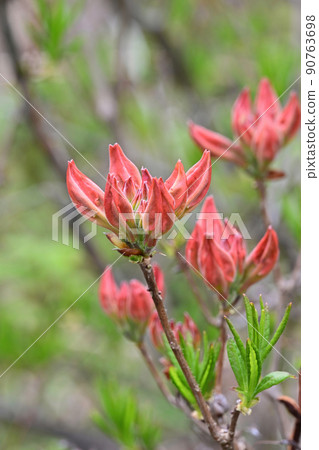 乘鞍高原和道場池周圍的美麗六月風景 乘鞍高原和道場池周圍的美麗六月風景 90763698
