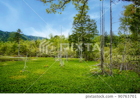 乘鞍高原和道場池周圍的美麗六月風景 90763701