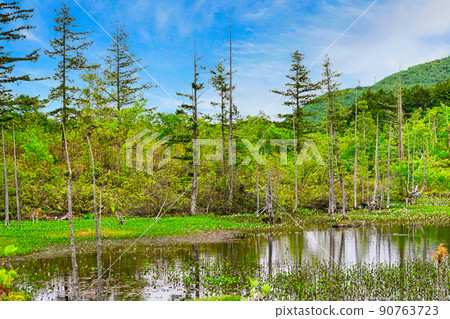 乘鞍高原和道場池周圍的美麗六月風景 90763723