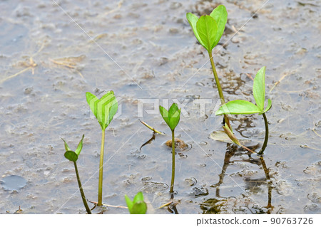 乘鞍高原和道場池周圍的美麗六月風景 90763726