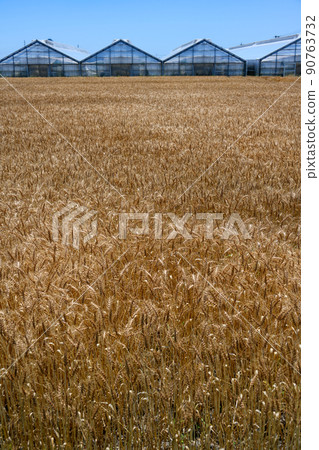 Harvest landscape of wheat field Harvest landscape of wheat field 90763732