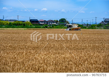 Harvest landscape of wheat field Harvest landscape of wheat field 90763733
