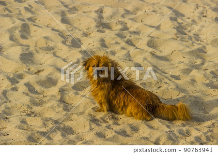 pekingese on the sand at the beach pekingese on the sand at the beach 90763941