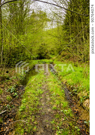road in forest road in forest 90764074