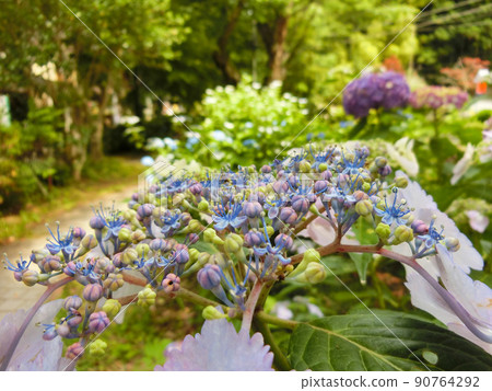 繡球花 繡球花 90764292