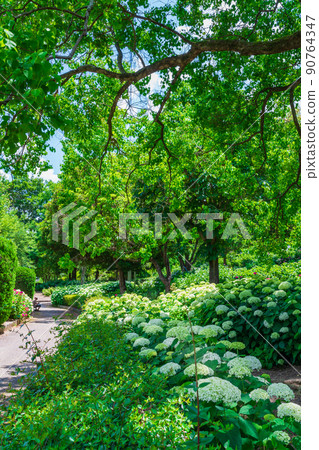 Citizen's four seasons forest, hydrangea in full bloom <Komaki City, Aichi Prefecture> 90764347