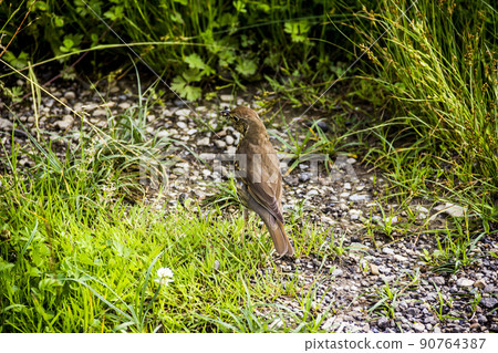 a song thrush bird a song thrush bird 90764387