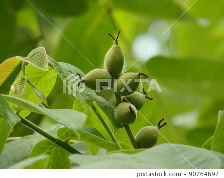 Onigurumi with vivid green leaves and fruit that is beginning to grow Onigurumi with vivid green leaves and fruit that is beginning to grow 90764692