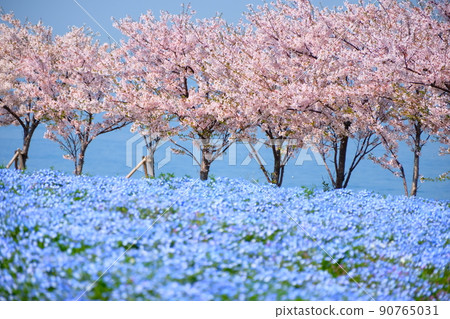 Nemophila、櫻花和海 Nemophila、櫻花和海 90765031