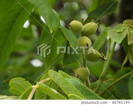 Onigurumi的果實已經開始向上生長 90765145