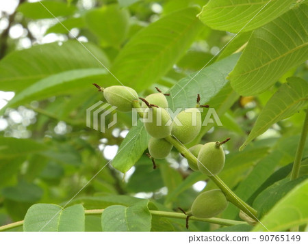 Onigurumi的果實，具有可以連續製作的奇妙功能 90765149