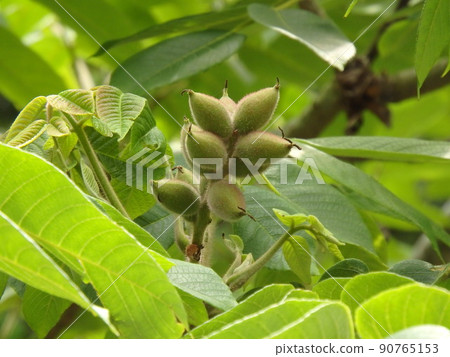 Onigurumi fruit that began to grow upward from between the large leaves Onigurumi fruit that began to grow upward from between the large leaves 90765153
