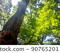 Fresh green leaves, sunbeams 90765201