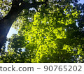 Fresh green trees, leaves, sunbeams 90765202