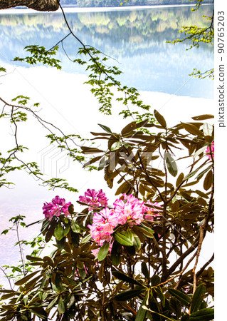 [栃木縣奧日光] 六月湖畔盛開的湯之子杜鵑花 90765203