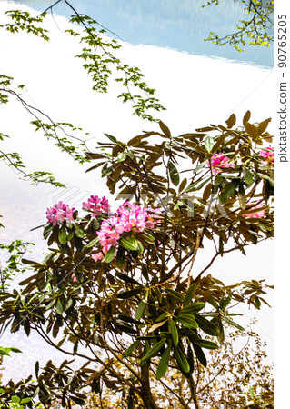 [栃木縣奧日光] 六月湖畔盛開的湯之子杜鵑花 90765205