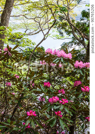 [栃木縣奧日光] 六月湖畔盛開的湯之子杜鵑花 90765206