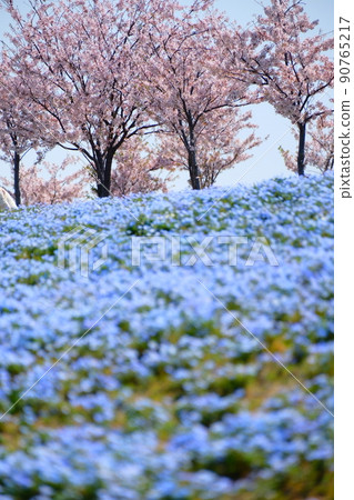 Nemophila、櫻花和海 90765217
