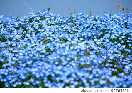 Nemophila、櫻花和海 Nemophila、櫻花和海 90765226