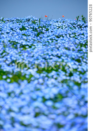Nemophila、櫻花和海 Nemophila、櫻花和海 90765228