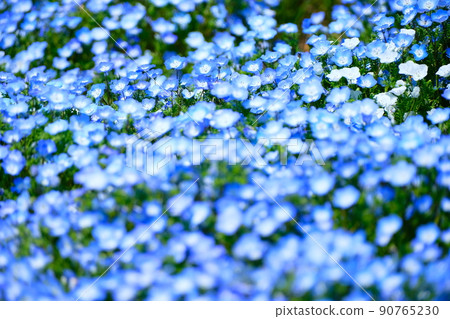 Nemophila、櫻花和海 90765230