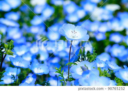 Nemophila、櫻花和海 Nemophila、櫻花和海 90765232