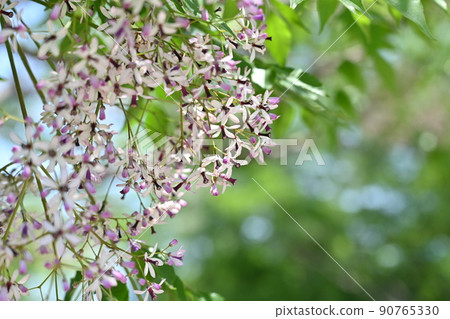 青梅花盛開的初夏時節 90765330