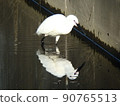 Little egret with a beautiful red marital color around the eyes 90765513