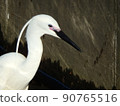 Little Egret with beautiful married eyes and crests 90765516