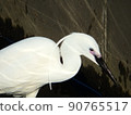 Little egret with distinctive crest and red breeding color 90765517