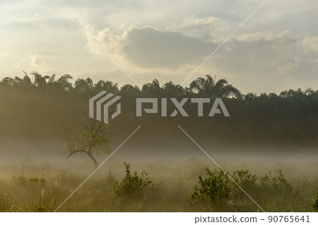 Fog over the grass in the morning. Nature along the way in Chumphon Province Thailand Fog over the grass in the morning. Nature along the way in Chumphon Province Thailand 90765641