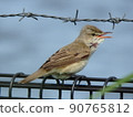 Sideways view of the oriental reed warbler singing 90765812