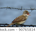 Oriental reed warbler with a beautiful orange in the mouth when singing 90765814