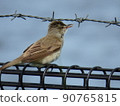 Oriental reed warbler singing on the fence 90765815