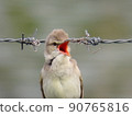 Oriental reed warbler who was singing with his mouth wide open 90765816