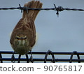 Oriental reed warbler in a forward leaning posture just before taking off 90765817