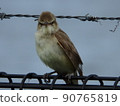 Oriental reed warbler grabbed by the fence and turned to this side 90765819