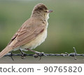 Oriental reed warbler who was holding on to the fence and looking into the distance 90765820