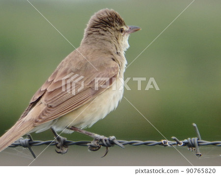 Oriental reed warbler who was holding on to the fence and looking into the distance Oriental reed warbler who was holding on to the fence and looking into the distance 90765820