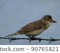 Sideways oriental reed warbler held by an iron wire 90765821