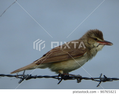 Sideways oriental reed warbler held by an iron wire Sideways oriental reed warbler held by an iron wire 90765821