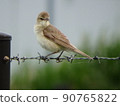 Oriental reed warbler holding firmly on the iron wire with his limbs 90765822