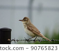 Sideways oriental reed warbler holding on to the fence 90765823