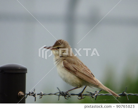 側身東方蘆葦鶯扶著柵欄 90765823